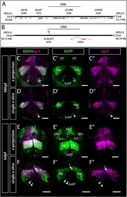 A Structural Atlas of the Developing Zebrafish Telencephalon Based on Spatially-Restricted Transgene Expression